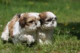 SHIH TZU 312